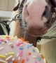 Golden Horse Given Sprinkled Doughnut