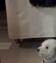 Dog Takes Interest but Slowly Loses It