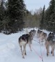 Lapland Husky Ride in -25°C Winter Wonderland