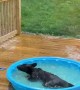 Four Cubs Play Fight in Kiddie Pool