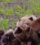 Wild Grizzly Cub Antics While Mama Bear Tries to Snooze