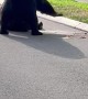 Bears Fighting in the Street
