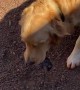 Golden Retriever Comes Home With a Gift