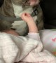 American Bully Just Wants to Kiss the Baby
