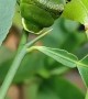 Caterpillar Camouflaged in a Plant