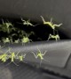Mantis Nest in the Back Seat