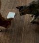 Orange Cat vs. Receipt