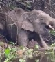 Crocodile Attacks a Pygmy Elephant
