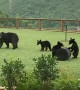 Mother and Cubs Play With Lawn Games at a Hotel