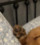 Golden Retriever Puppy Sleeps Like a Person