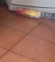 Toy Snake Startles Cat