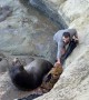 Sea Lion Uses Backpack as a Pillow