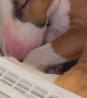 English Bull Terrier Takes Warm Dryer Nap