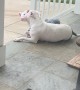 Pittie With Piggy Not Patted By Passing Mailman