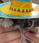 Curly Rocking the Sombrero