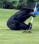 Bear Plays with Golf Hole