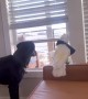 Dog and Cockatoo Are the Cutest Security Team
