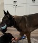 Malinois Boops Ball With Her Snout