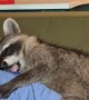 Marlowe the Rescue Raccoon Napping
