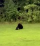 Black Bear Cubs Play In Pouring Rain