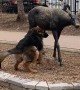 German Shepherd Makes Friends With Deer Statues