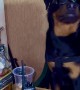 Rottweiler Sitting Like a Mafia Boss