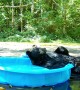 Relaxed Bear Gives Herself a Good Scratching