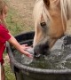 Splash Fighting With a Horse