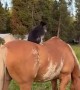 Pomeranian Dog Sits on Top of a Horse
