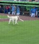 Blond Dog Fetches Baseball Bat