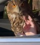 Owl Rides In Passenger Seat