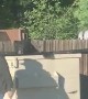 Dumpster Bear Goes Unnoticed