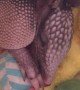 Willie Nelson the Baby Armadillo