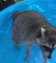 Summer Water Hose Fun With Young Raccoon