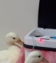 Ducks Play With Sensor-Activated Trash Can