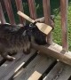 Operation Keep Cat on Balcony