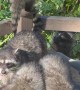 Thirsty Raccoon Mama and Her Four Babies