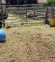 Playing Ball With a Cow