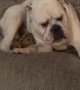 Bulldog Cuddles Bewildered Cat