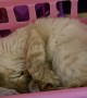 Kitten Falls Asleep in Tiny Toy Shopping Cart