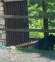 Truck Bed Holds Feast For Hungry Black Bears