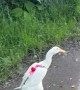 Pet Indian Runner Duck