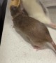 Pet Rats Can't Share Snack
