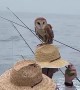 Barn Owl Rests on Sea-Goer's Straw Hat