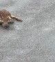 Fawn Takes First Steps in the Rain