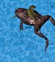 Lizard Surfing on a Toad Float