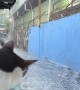 Masked Cat Watches Flooded Street