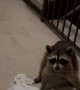 Raccoon in Our Apartment Complex