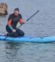 Seal Flops Aboard Passing Paddleboard