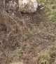 Sheep Won’t Leave Man Alone After Rescue